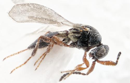 Amblyaspis sp.